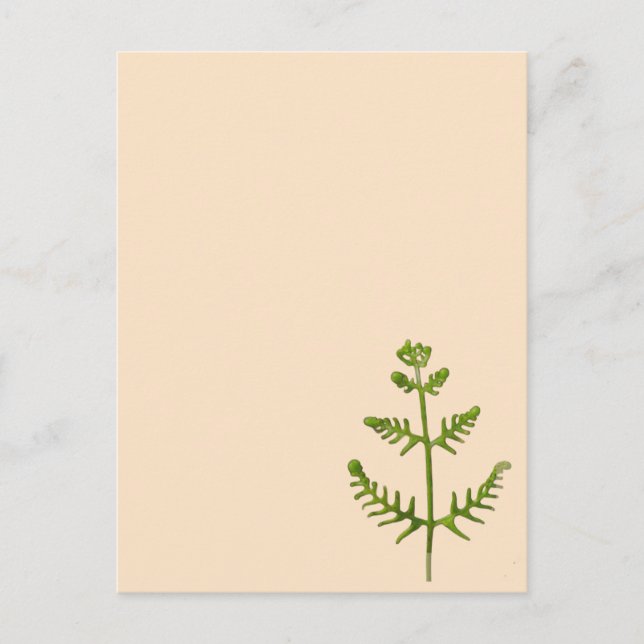 Frühlingsgrün  postkarte (Vorderseite)