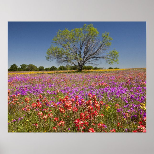 Frühlingshambäume, die in Wildblumen wachsen Poster (Vorne)