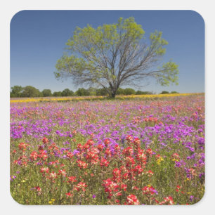 Frühlingshambäume, die in Wildblumen wachsen, Quadratischer Aufkleber