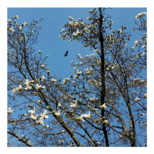 Frühlingshimmel Poster