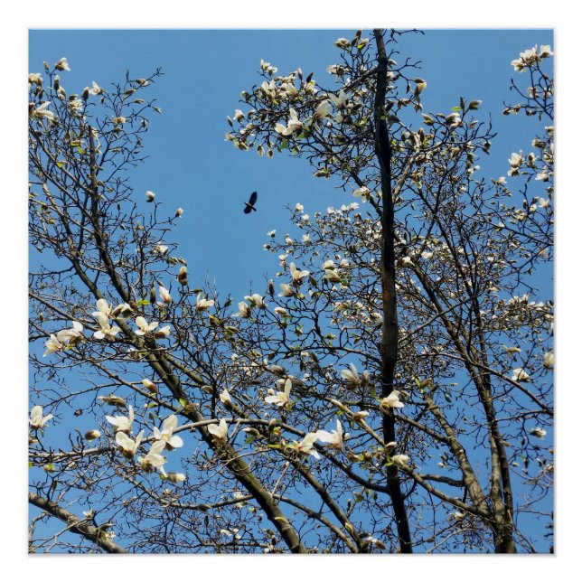 Frühlingshimmel Poster (Vorderseite)