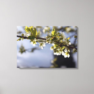 Frühlingshirschblumenzweig Leinwanddruck