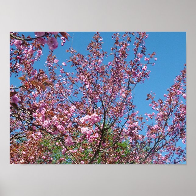 Frühlingshirschblütenbaum am blauen Himmel Poster (Vorne)