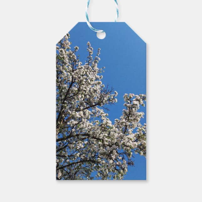 Frühlingsholz Apple Tree Geschenkanhänger (Vorderseite)