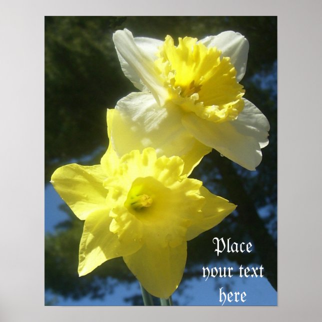 Frühlingshühnchen, schöne Daffodien, anpassbares P Poster (Vorne)