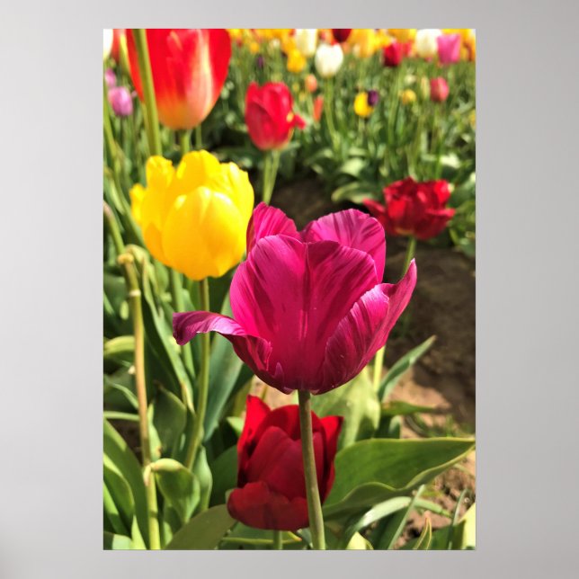 Frühlingshuppen, Oregon Poster (Vorne)