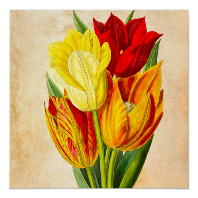 Frühlingshuppen Poster (Vorderseite)