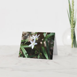 Frühlingskarte (Claytonia virginica) Feiertagskarte