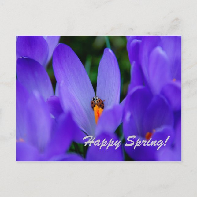 Frühlingskarte Postkarte (Vorderseite)