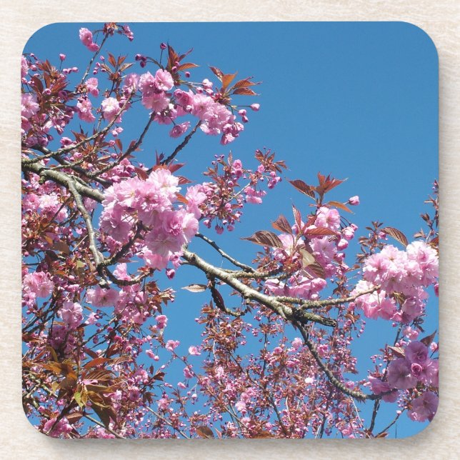 Frühlingskirschblüten Getränkeuntersetzer (Vorderseite)