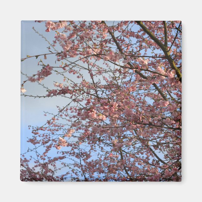 Frühlingskirschblüten Magnet (Vorne)