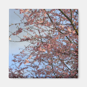 Frühlingskirschblütenbäume Magnet