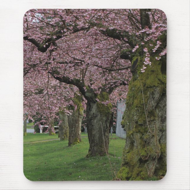 Frühlingskirschblütenbäume Mousepad (Vorne)