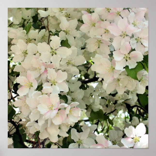 Frühlingskrabappel-Blume blüht Nah auf Poster (Vorne)