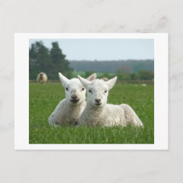 Frühlingsleder Postkarte