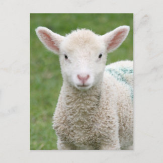 Frühlingsleder Postkarte