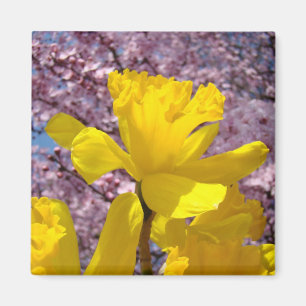 Frühlingsmagnete Gelbe Narzissen Rosa Baumblüten Magnet