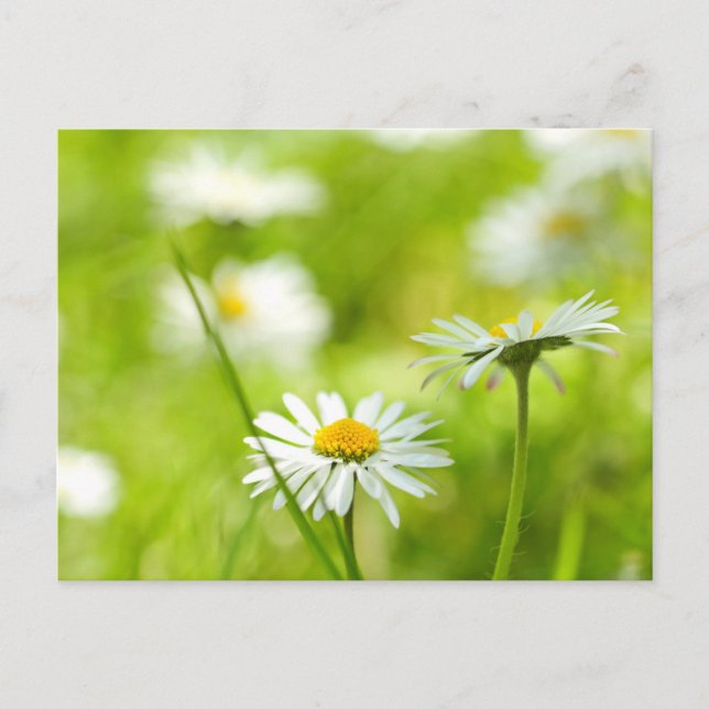 Frühlingsmänner nah postkarte (Vorderseite)