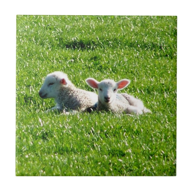 Frühlingsmehlen in der Sunshine Cornwall England Fliese (Vorderseite)