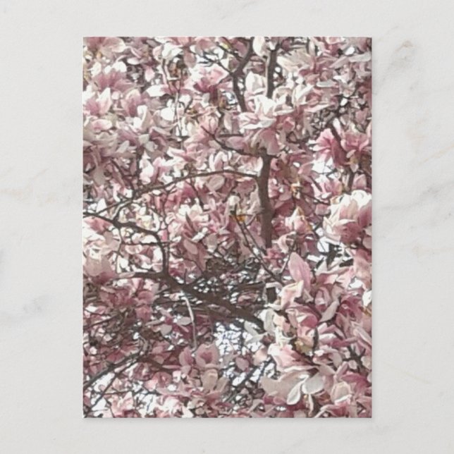 Frühlingspink Magnolia Postkarte (Vorderseite)