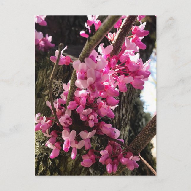 Frühlingspinkblumen Postkarte (Vorderseite)