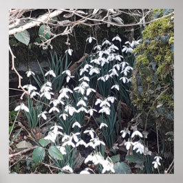 Frühlingsposter Poster