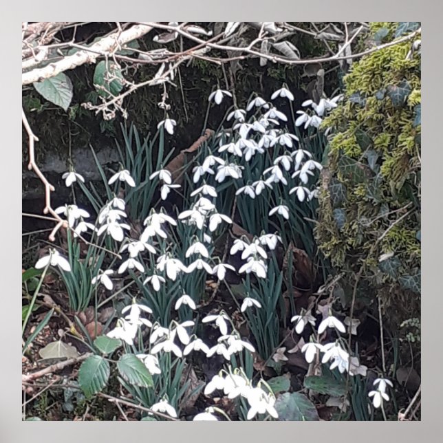 Frühlingsposter Poster (Vorne)