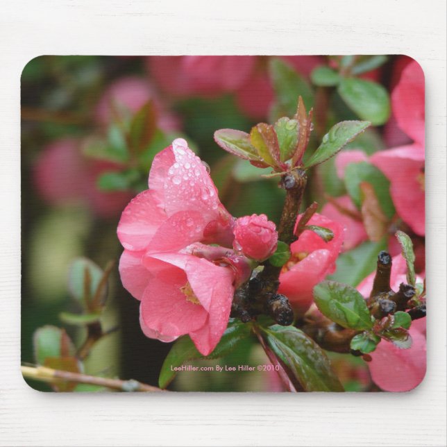 Frühlingsrosa blühende Ruhe Mousepad (Vorne)