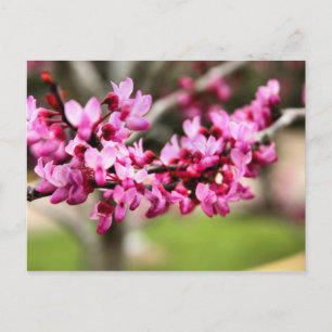 Frühlingsrosa Postkarte