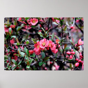 Frühlingsrosenblüte Poster