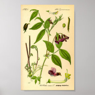 Frühlingssaft (Lathyrus vernus) Poster
