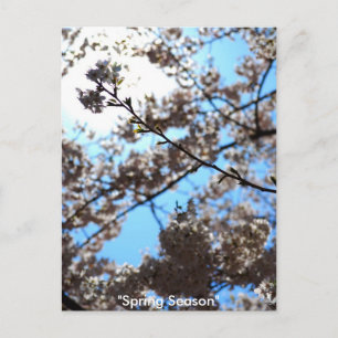 Frühlingssaison Postkarte