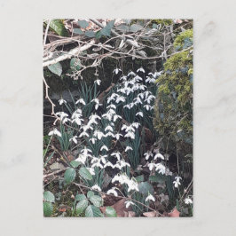Frühlingssnowdrops Postkarte