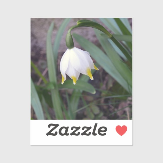 Frühlingssnowflake Leucojum Blume Aufkleber (Blatt)
