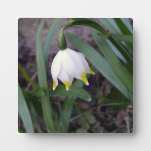 Frühlingssnowflake Leucojum Blume Fotoplatte