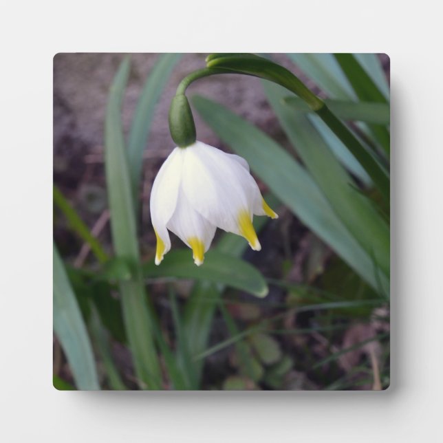 Frühlingssnowflake Leucojum Blume Fotoplatte (Vorderseite)