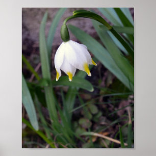 Frühlingssnowflake Leucojum Blume Poster