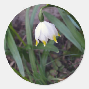 Frühlingssnowflake Leucojum-Frühling Runder Aufkleber