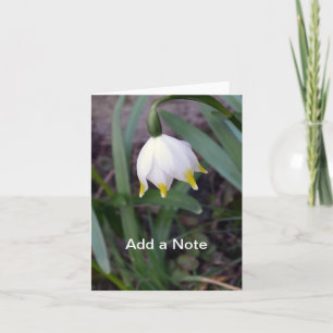 Frühlingssnowflake Leucojum vernum individuell anp