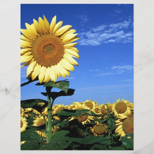 Frühlingssonne (Vorderseite)