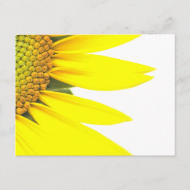 Frühlingssonnenblumen Postkarte (Vorderseite)