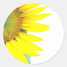 Frühlingssonnenblumen