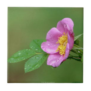 Frühlingssturm Schönheit Wilde Rose Im Regen Flies Fliese