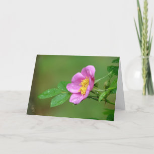 Frühlingssturm Schönheit Wilde Rose im Regen Karte