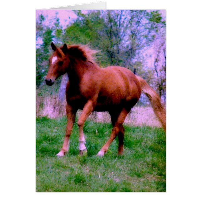 Frühlingstraum, Sorrel Trotting (Vorne)