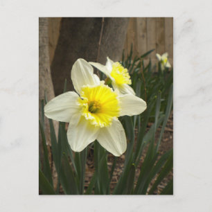 Frühlingstriche Postkarte