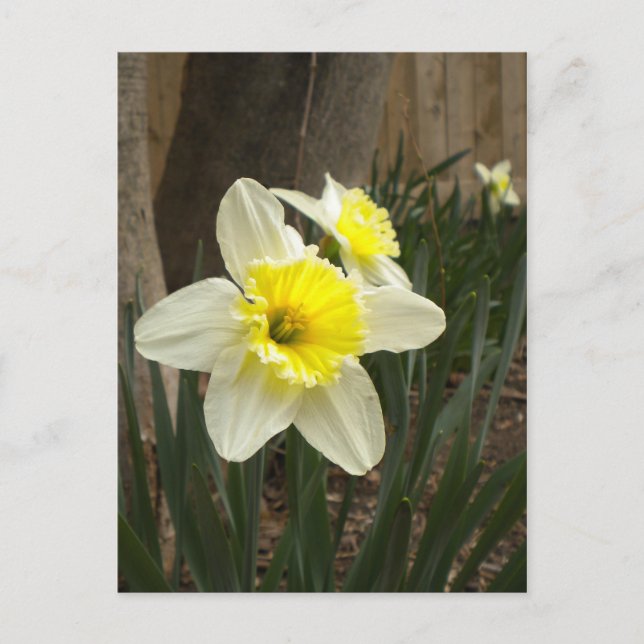 Frühlingstriche Postkarte (Vorderseite)