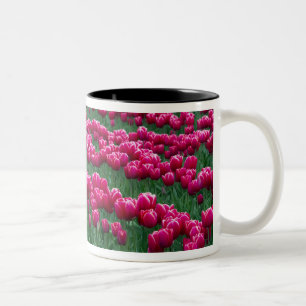 Frühlingstubengärten mit im Frühjahr blühenden Tul Zweifarbige Tasse