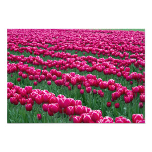 Frühlingstubulpen im Garten zeigen in Fotodruck