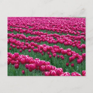 Frühlingstubulus-Garten zeigen in Postkarte